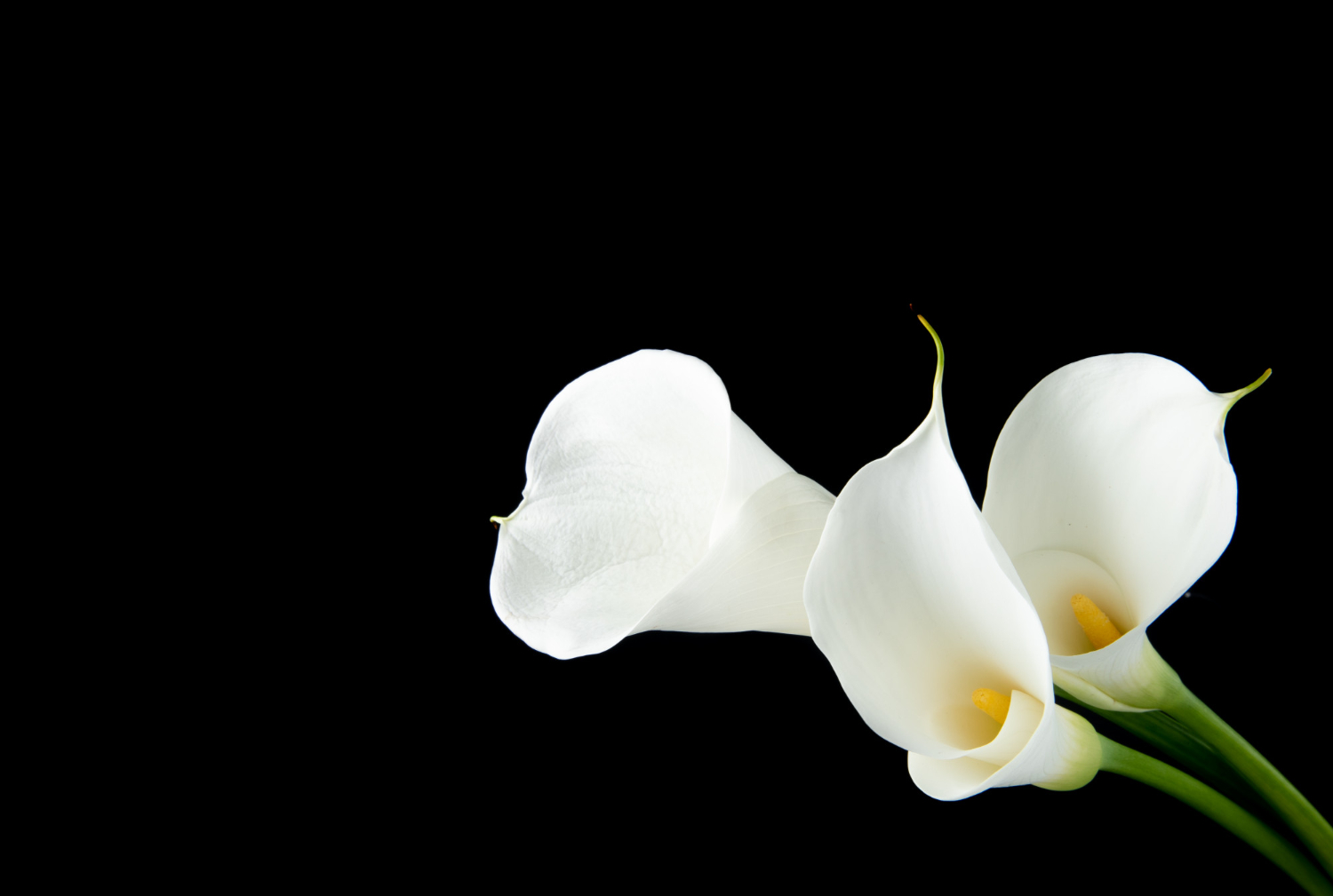 side view white calla lilies isolated black background with copy space